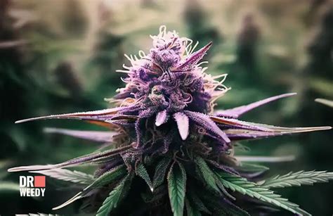 Kush Crasher A Comprehensive Overview Of The High Potency Indica