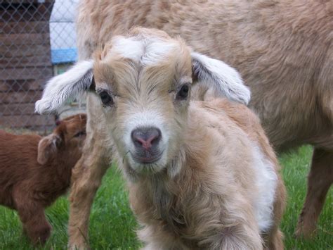 Pygora goat kid, Gabriel from Weeping Willow Pygoras | Cute goats, Baby animals, Happy goat