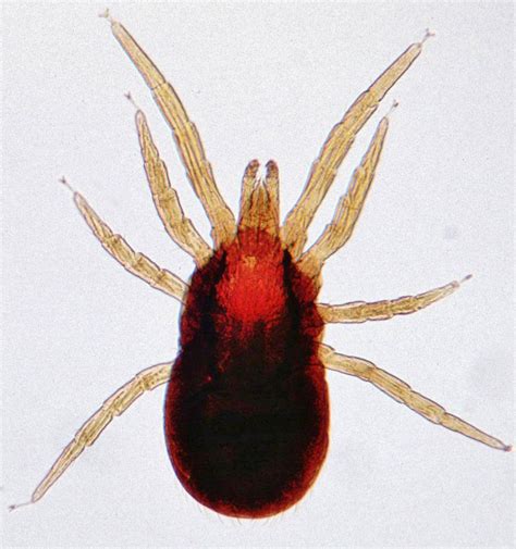 Types of Mites, Their Habitat & Species | Sterifab | Bed Bug Blog