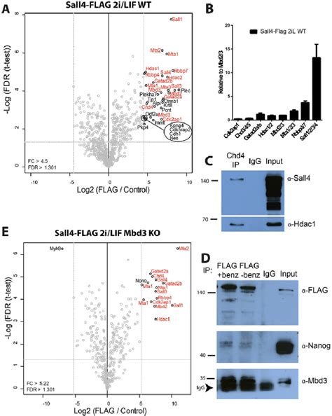 Identification And Stoichiometry Of Sall4 Interacting Proteins In