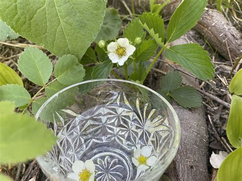 Garden Herbs For Mental Health Support - Perfect Duluth Day