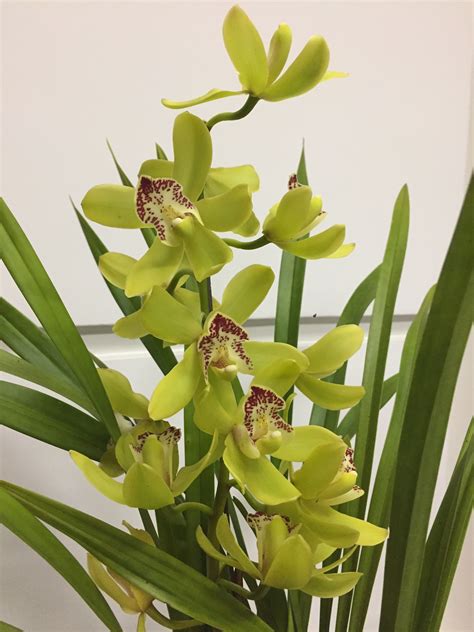 Green Orchids | Orchideen