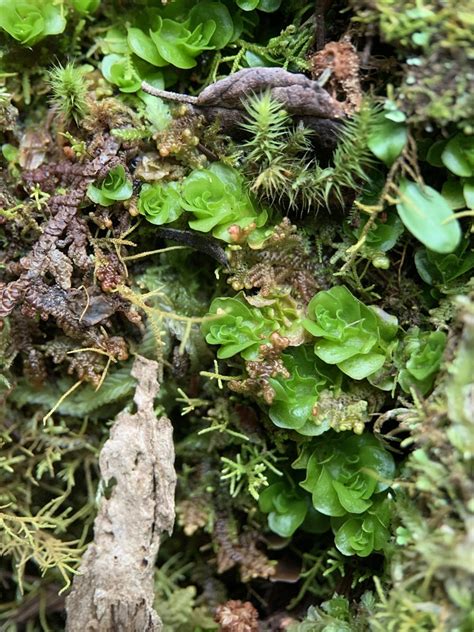 Treubia Tasmanica From Tasmania Kingston Tas Au On October