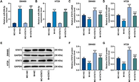 Aloperine Inhibits Proliferation And Promotes Apoptosis In Colorectal