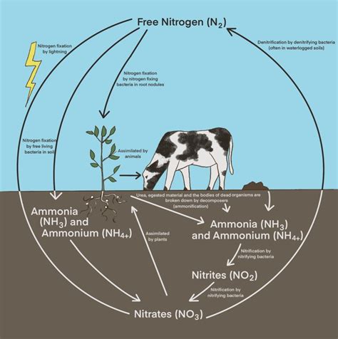 Label The Nitrogen Cycle