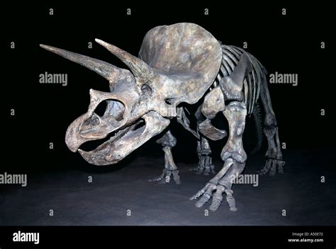 Triceratops Esqueleto Huesos De Dinosaurio Prehist Rico Royal Tyrell