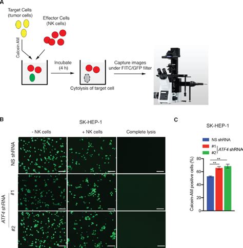 Measurement Of Natural Killer Cell Mediated Cytotoxicity And Migration