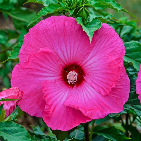 Rose Pink Luna Hibiscus Plants Bulbs And Seeds At