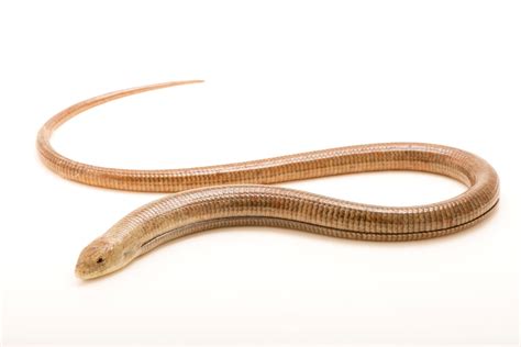 European Legless Lizard