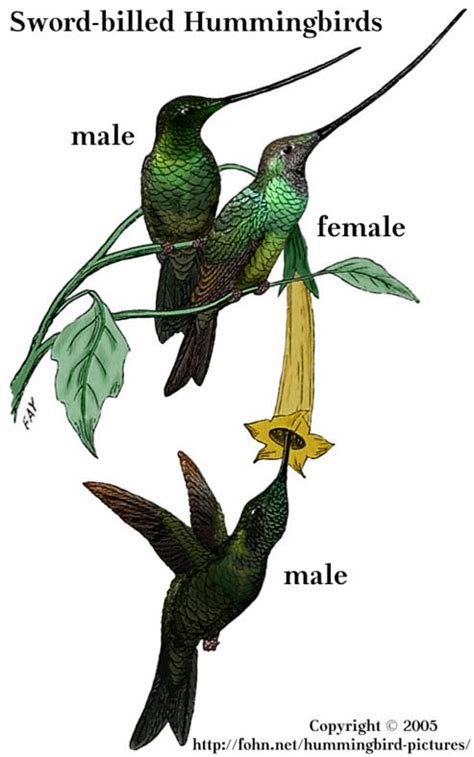 Hummingbird Pictures Guide: Sword-billed Hummingbird