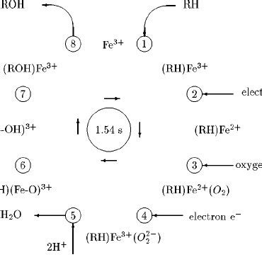 A schematic representation of the reaction cycle of the mono-oxygenase ...