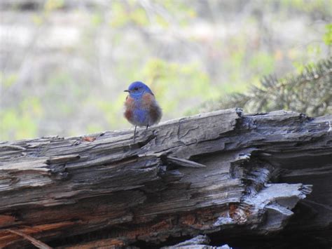 Western Bluebird From Sierra De San Pedro M Rtir Ensenada Baja