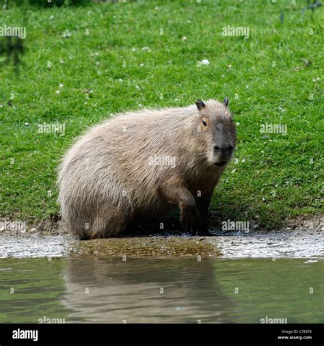 Capybara Water Hog Hydrochoerus Hydrochaeris Hi Res Stock Photography