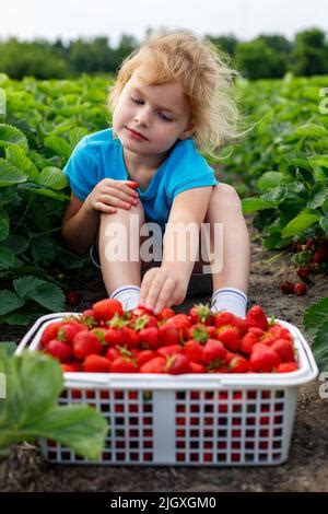 Kinder pflücken Erdbeeren Kinder wählen Sie frisches Obst auf Erdbeer