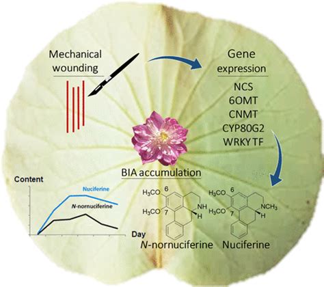 Coregulation Of Biosynthetic Genes And Transcription Factors For