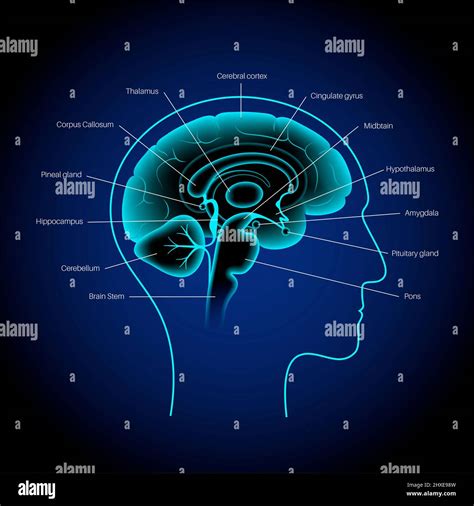 Anatomie Du Cerveau Illustration Photo Stock Alamy