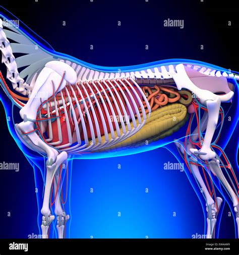 Horse Anatomy Internal Anatomy Of Horse Close Up Stock Photo Alamy