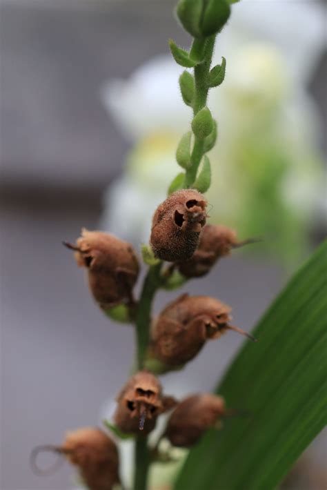 金魚草の種 花とカメラはじめました