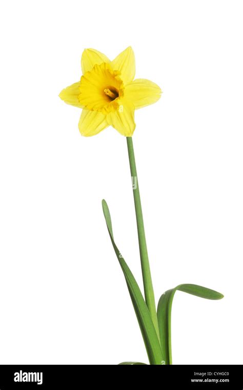 Yellow daffodil isolated on white background Stock Photo - Alamy