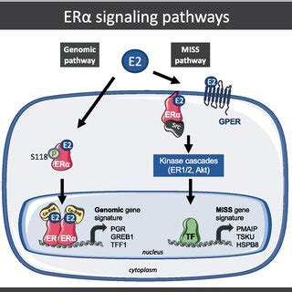 ERα signaling pathways Schematic representation of the genomic pathway