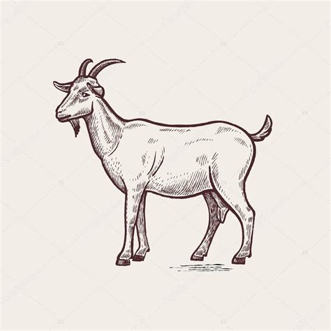 Illustration Farm Animals Goat — Stock Vector © Sasha Kasha 117924424