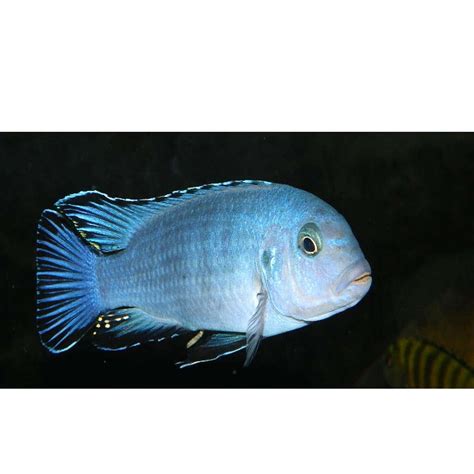 Malawi Mbuna Cichlid Powder Blue Single Size 2