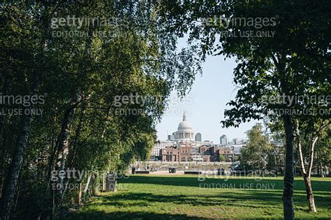 View Of St Pauls Cathedral Between The Trees Of Tate Modern Garden On