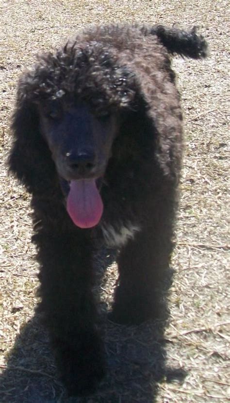 Akc Registered Standard Male Abstract Blackblue Male Poodle Puppy