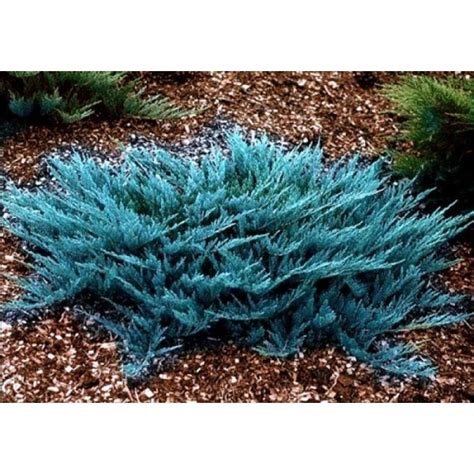 Можжевельник горизонтальный Juniperus horizontalis Blue Chip C7 5