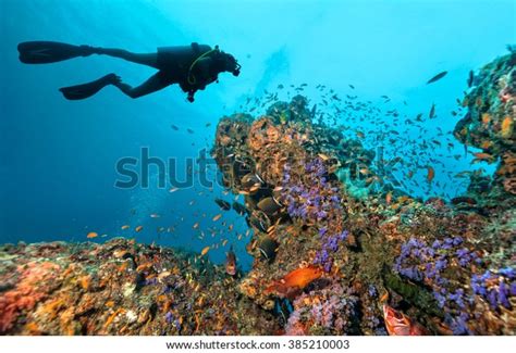 35,075 Scuba Diving Maldives Images, Stock Photos & Vectors | Shutterstock