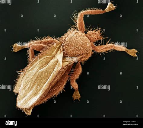 Bat fly. Coloured scanning electron micrograph (SEM) of a bat fly ...