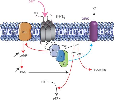 Ht Receptor Signaling Pathways The Ht Receptor Is Positively