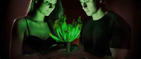 World's First Genetically-Engineered Bioluminescent House Plant