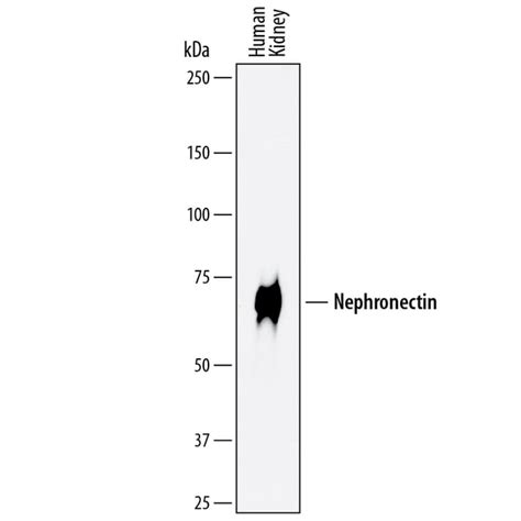 Human Nephronectin Antibody R D Systems 100ug Unlabeled Fisher