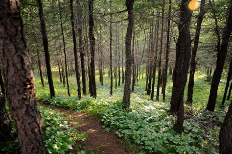 Bosque Vaglaskógur forest | At Vaglaskógur, the second-large… | Flickr