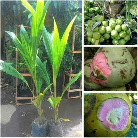 Jual I N Bibit Tanaman Kelapa Ijo Hibrida Pohon Kelapa Ijo Obat Hibrida