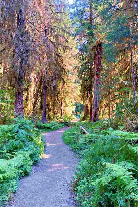 Hiking The Hoh River Trail, Olympic National Park: Complete Guide