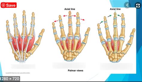 Hand Muscles-Short Diagram | Quizlet