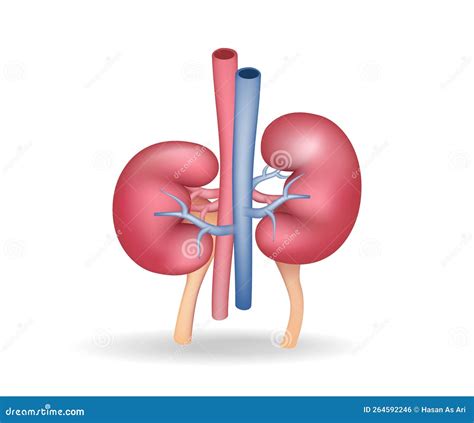 Illustrazione Del Concetto Anatomico Dei Vasi Sanguigni Ai Reni