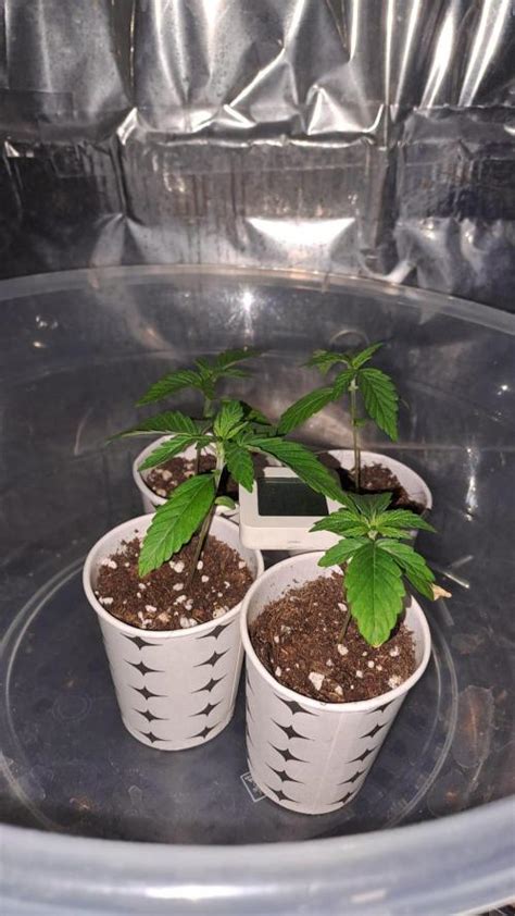 Custom Breeder Strain White Haze Autoflower Grow Diary Journal