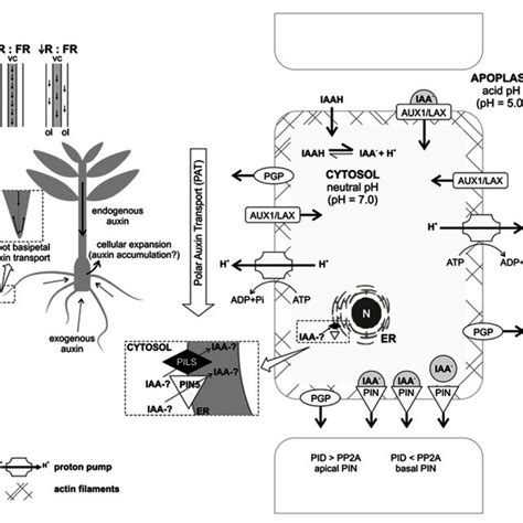 Auxin Action Mechanism Based On Tir Upon Binding Of Auxin To The