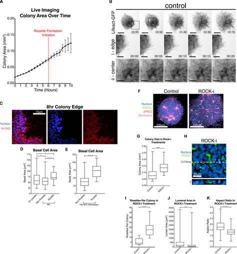 Frontiers Effect Of Cell Spreading On Rosette Formation By Human