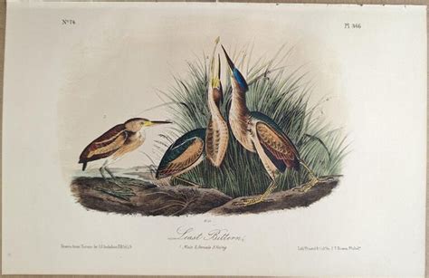 Audubon Octavo Print Least Bittern Plate 366 3rd Edition