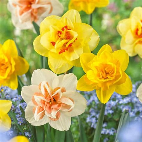 Garden State Bulb 12 14 Cm Daffodil Double Mixed Flower Bulbs Bag Of