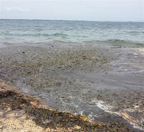 PHOTOS Oil Spill Devastates Thousands Of Fishermen In Cebu