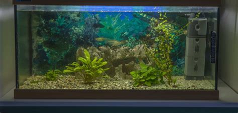 75 Gallon Aquarium Our Top Five Best Picks