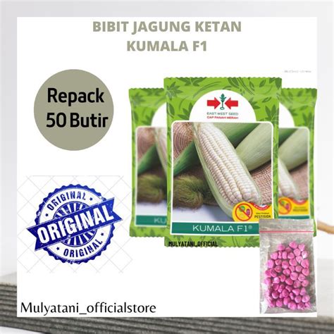 Bibit Benih Jagung Manis HIBRIDA Ketan Pulut Putih Kumala Isi 50 Butir