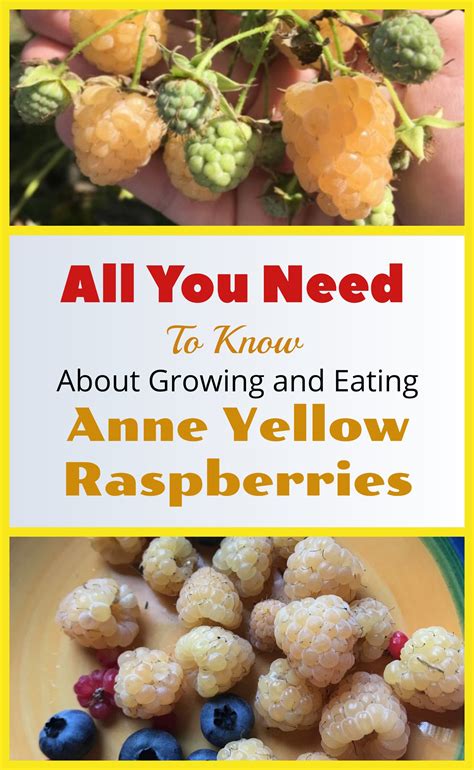 Raspberry Plants White Raspberry Rasberry Yellow Raspberries Strawberries Fruit Trees