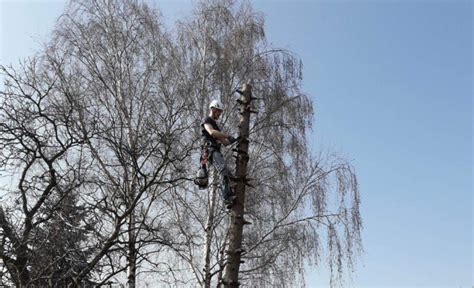 Wycinka drzew Klim Alp Prace wysokościowe Leszno Kościań Rawicz