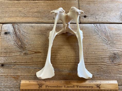 Goat Pelvis Real Bone Lot No 231008 Aaa Etsy